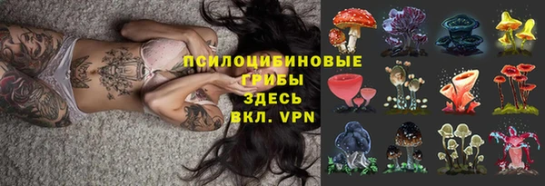 стаф Алзамай
